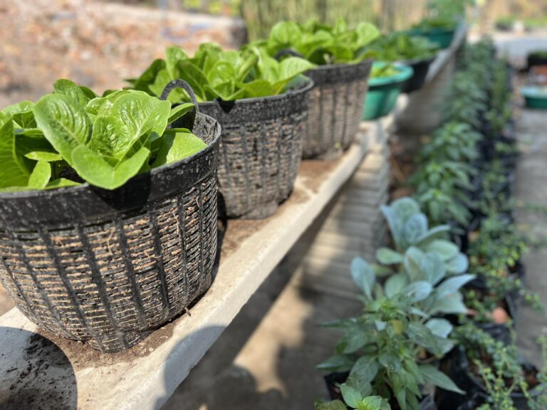 thai888 foundation micro farming 2024